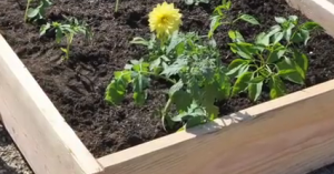 raised vegetable bed